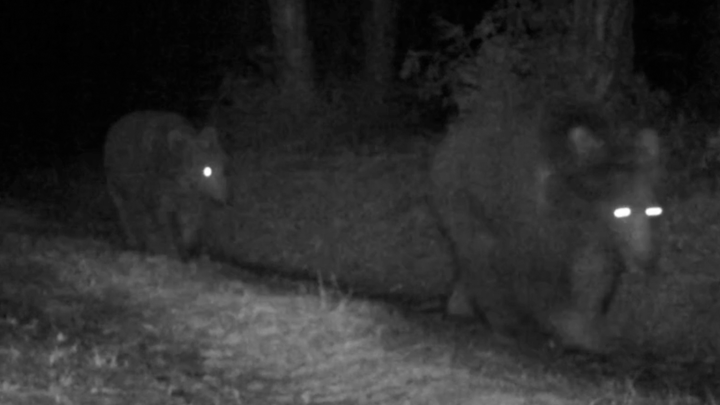 Karabük'te fotokapanlara yansıdılar