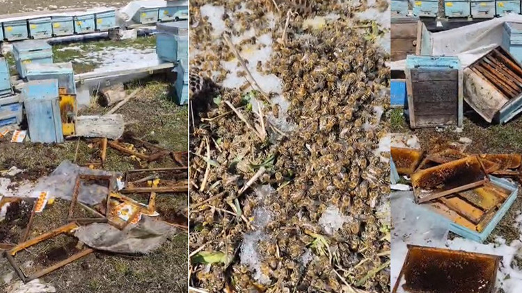 75 yaşındaki arıcıya büyük şok: Gözlerine inanamadı