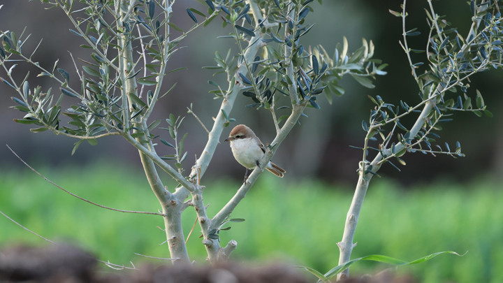 Türkiye'de nadir görülüyor: 8. kez kayıt altına alındı