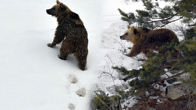 Dünyada sadece onlar göç ediyor: Sarıkamış'ta görüntülendi