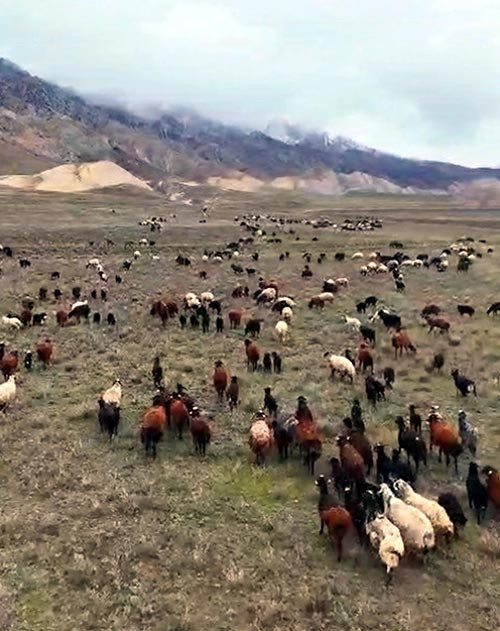 Erzurumlu çoban, sürüsünü toplamak için bakın ne yaptı: Şimdi kartal gibi gözlerimle kontrol ediyorum