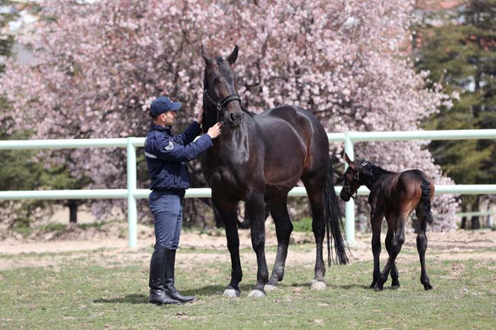  20den fazla ile gönderiliyor Jandarmanın en büyük destekçisi
