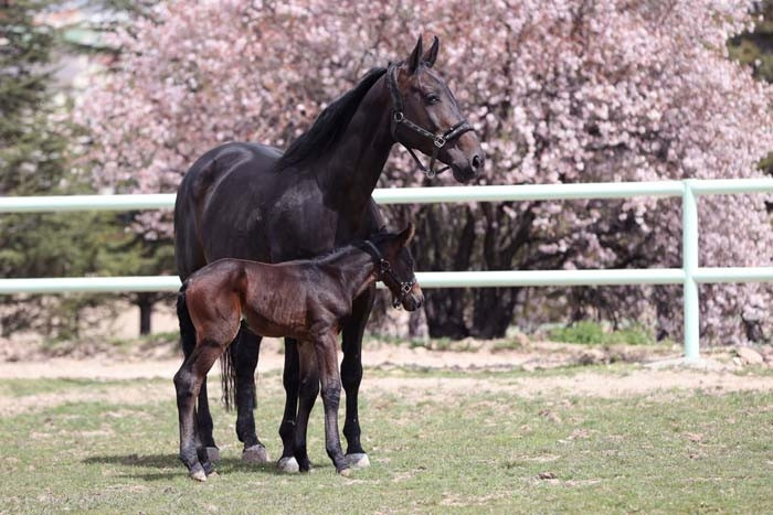  20den fazla ile gönderiliyor Jandarmanın en büyük destekçisi