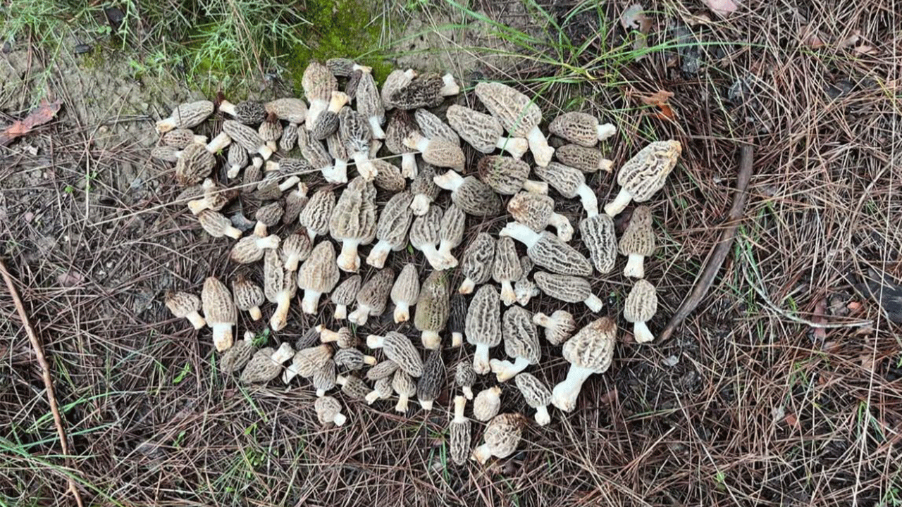 Fekede kuzu göbeği bereketi