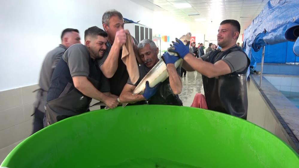  Çiple takip edecekler Kilosu 2 bin dolardan satılıyor