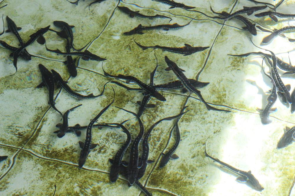  Çiple takip edecekler Kilosu 2 bin dolardan satılıyor