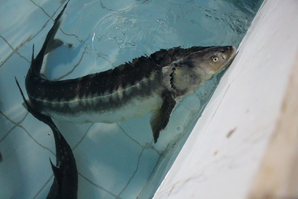  Çiple takip edecekler Kilosu 2 bin dolardan satılıyor