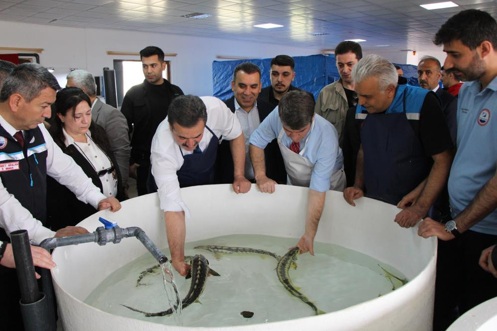  Çiple takip edecekler Kilosu 2 bin dolardan satılıyor