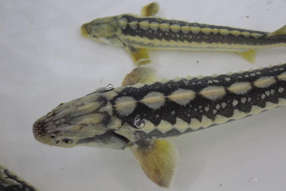  Çiple takip edecekler Kilosu 2 bin dolardan satılıyor