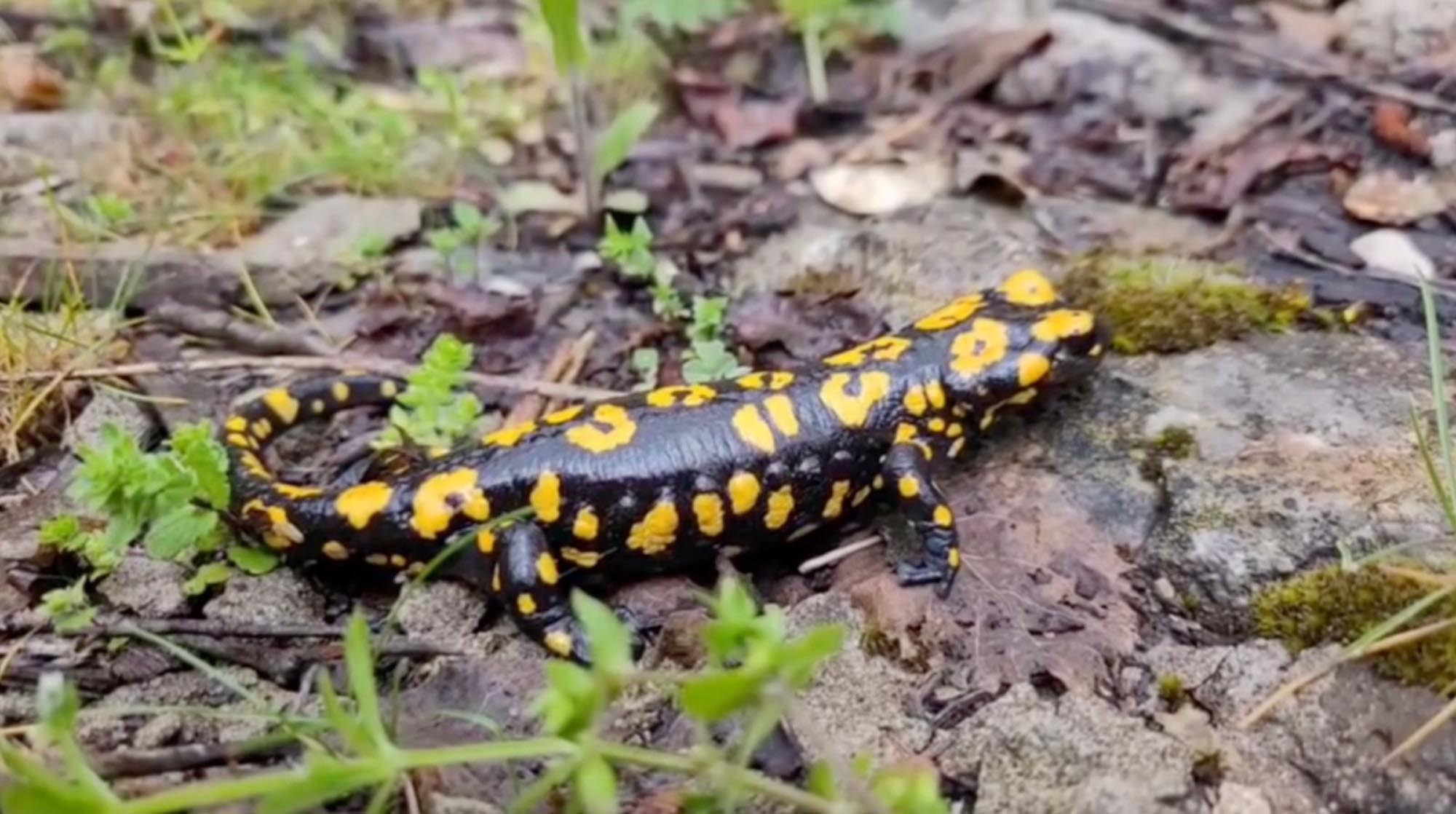 Nesli tükenme tehlikesinde! Erzincan’da görüntülendi