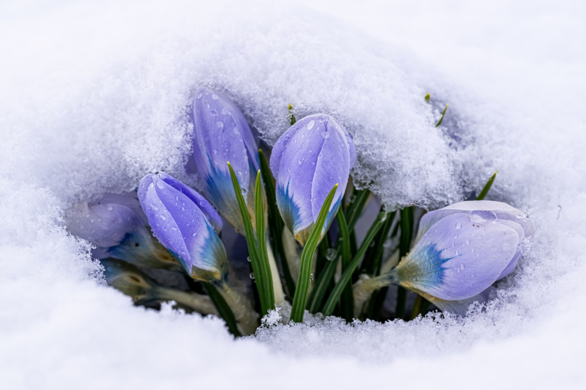 Baharın müjdecisi Karsta açmaya başladı