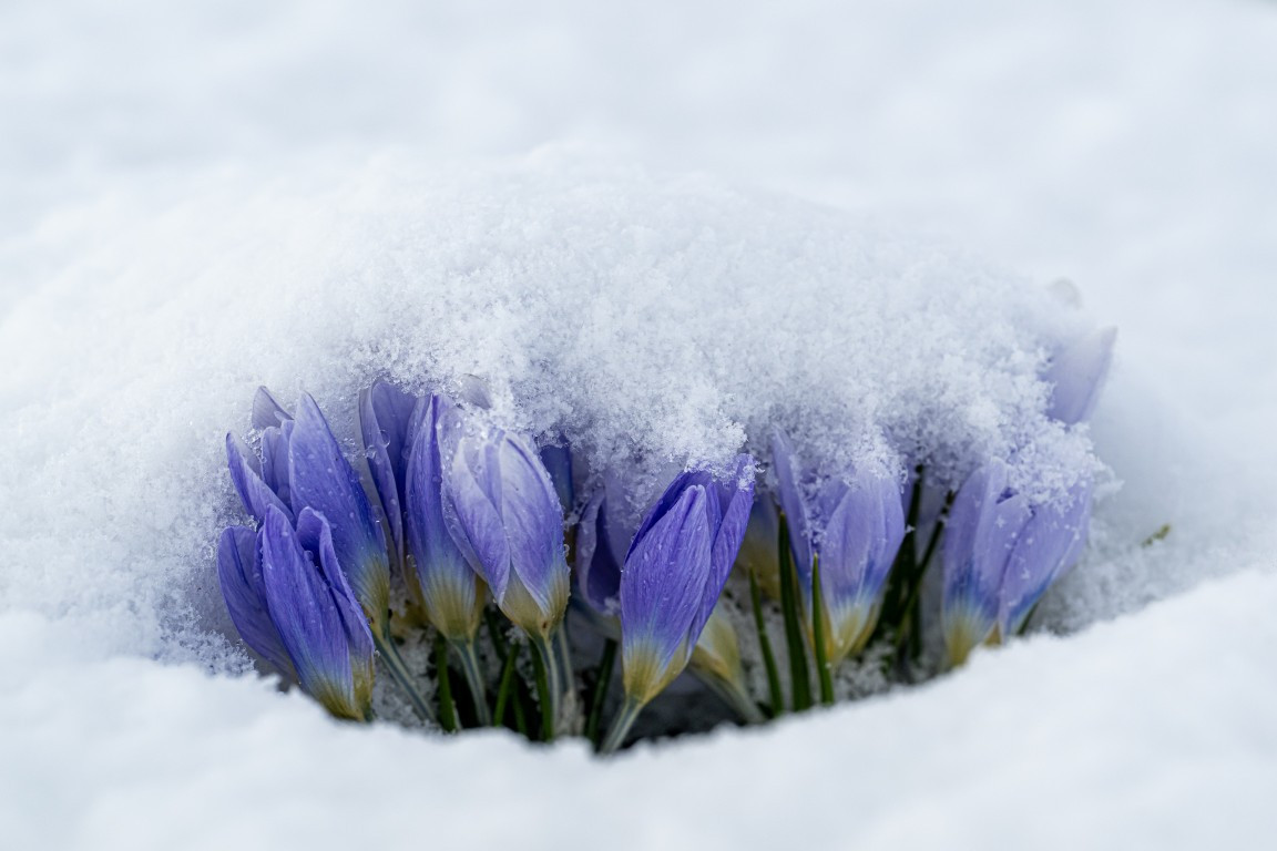 Baharın müjdecisi Karsta açmaya başladı