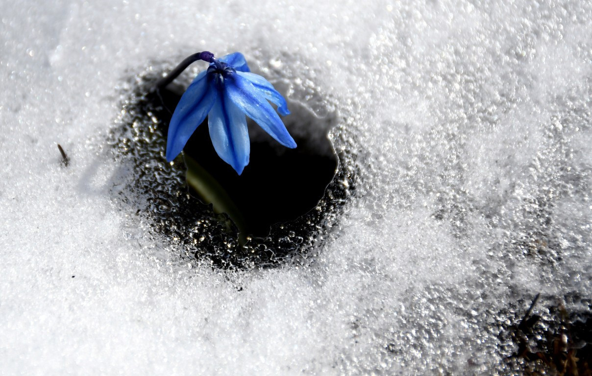 Baharın müjdecisi Karsta açmaya başladı