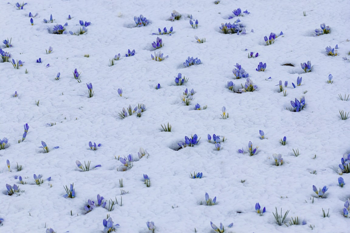 Baharın müjdecisi! Kars'ta açmaya başladı