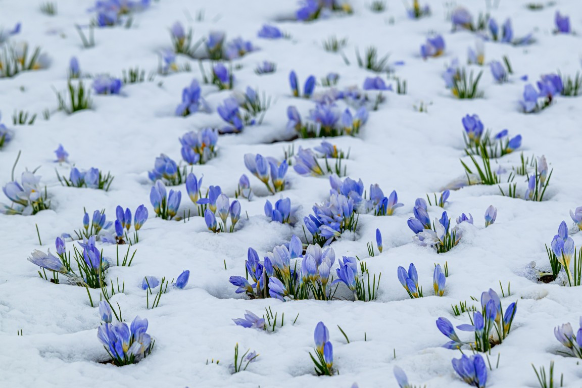 Baharın müjdecisi Karsta açmaya başladı