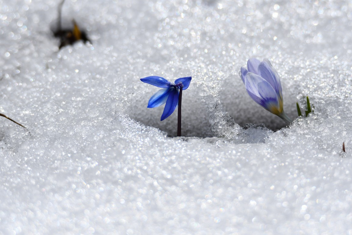 Baharın müjdecisi Karsta açmaya başladı