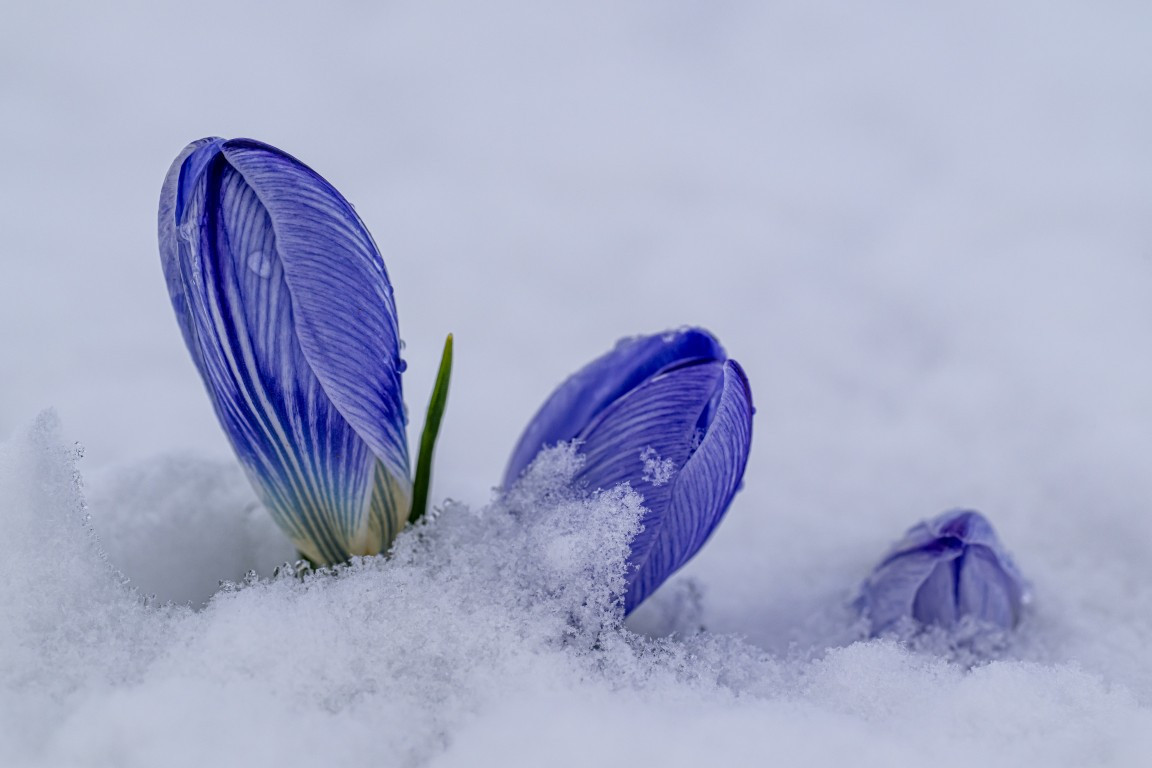 Baharın müjdecisi Karsta açmaya başladı