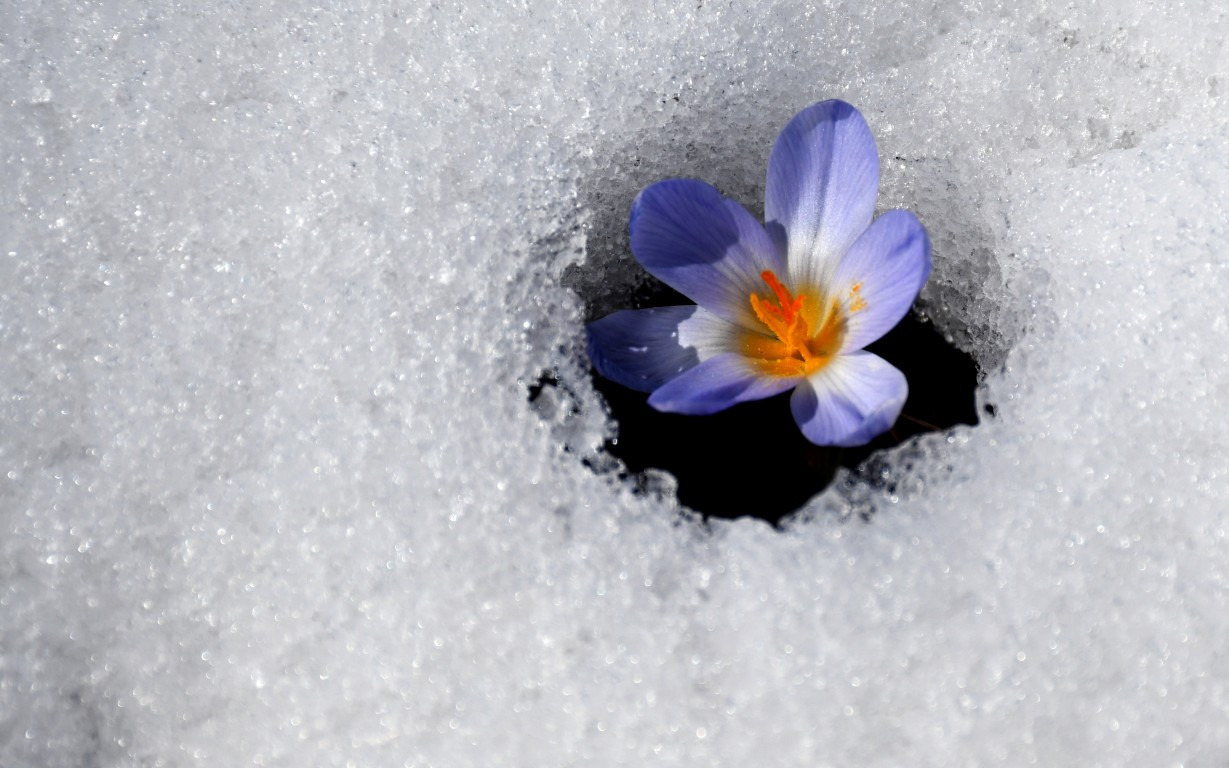 Baharın müjdecisi Karsta açmaya başladı
