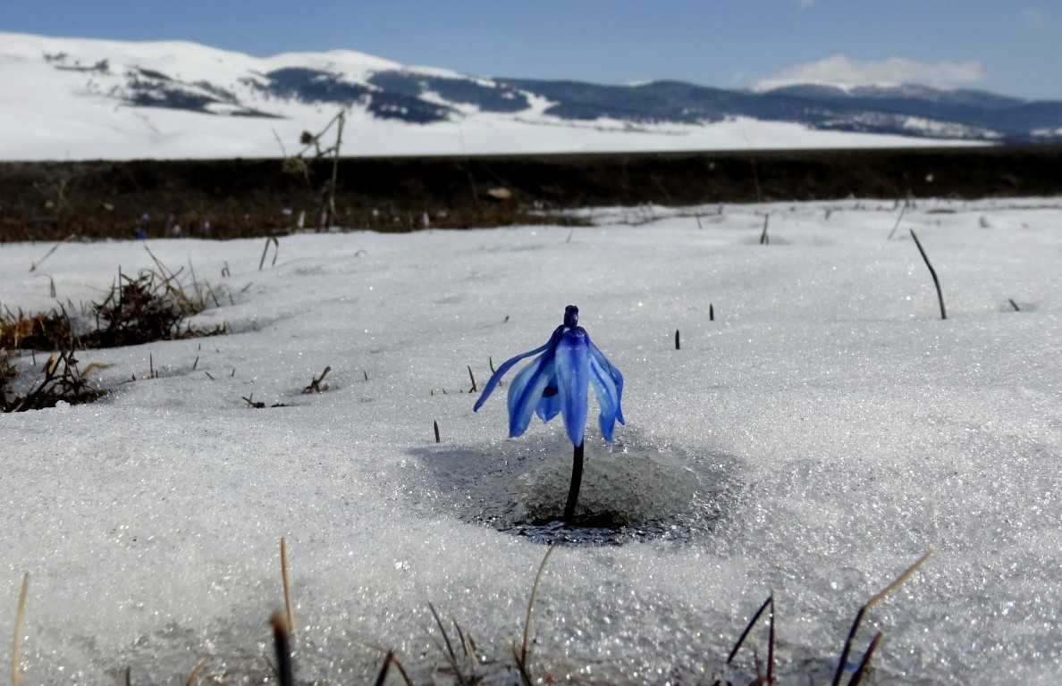 Baharın müjdecisi Karsta açmaya başladı