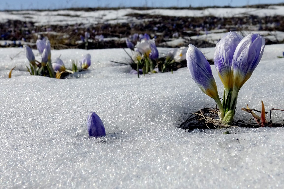 Baharın müjdecisi Karsta açmaya başladı