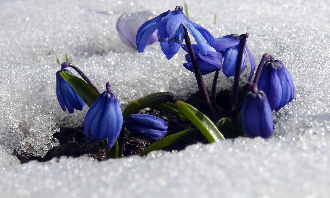 Baharın müjdecisi Karsta açmaya başladı