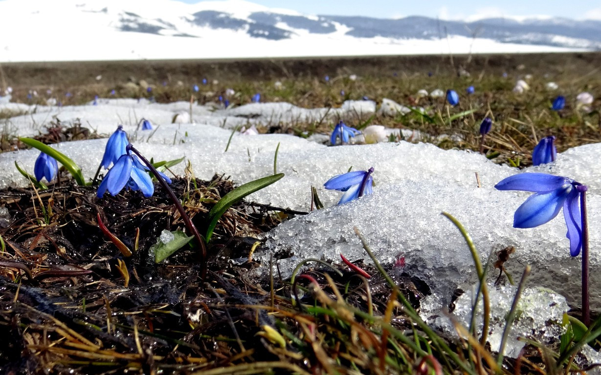 Baharın müjdecisi Karsta açmaya başladı