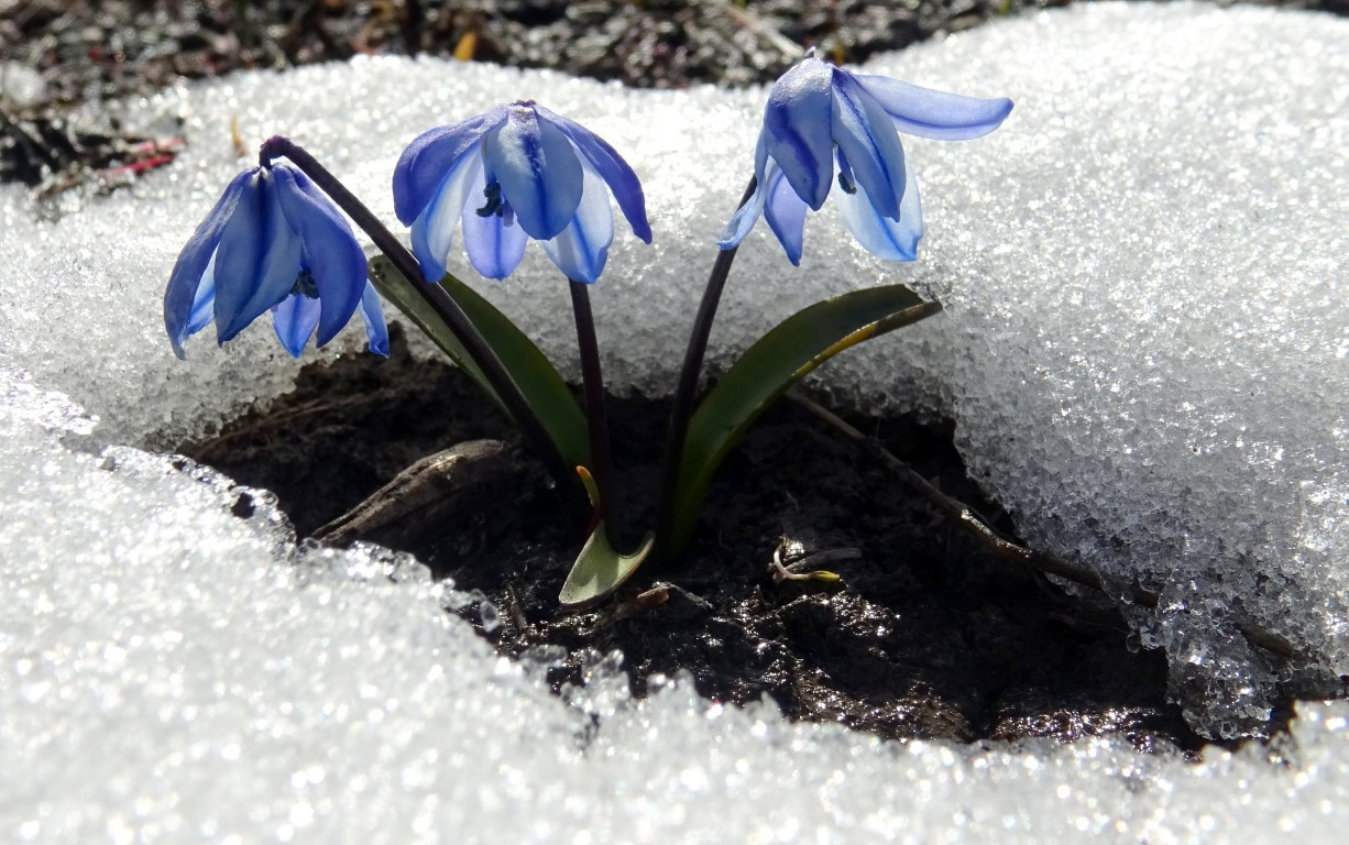 Baharın müjdecisi Karsta açmaya başladı