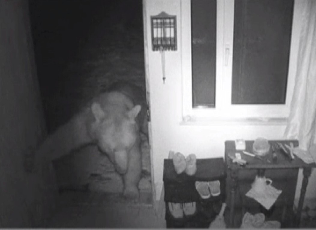 Trabzon’da yayla evlerine giren ayılar kamerada