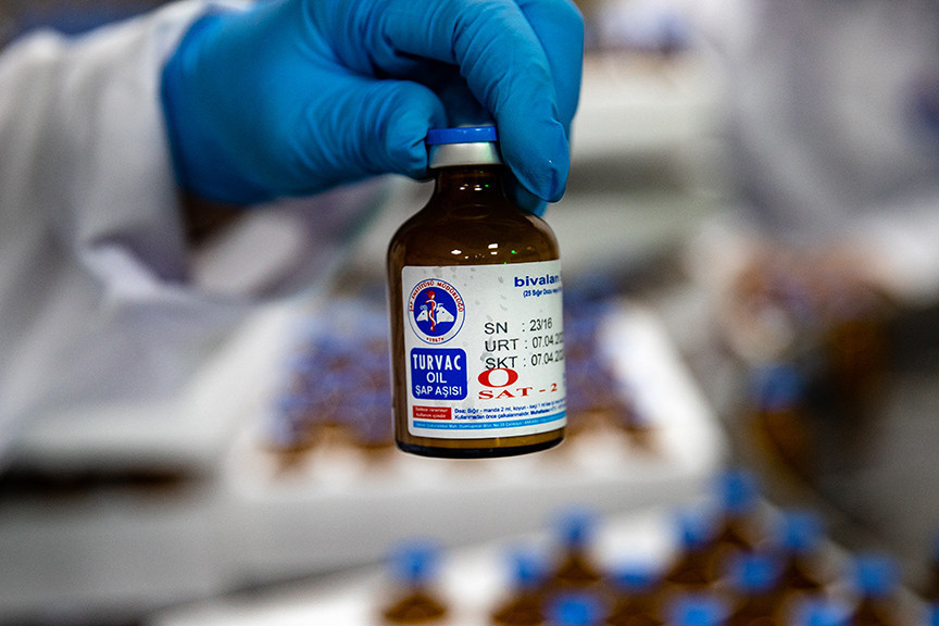 Güney Afrika, şap salgınına karşı Türkiye'den 2 milyon doz aşı temin etti