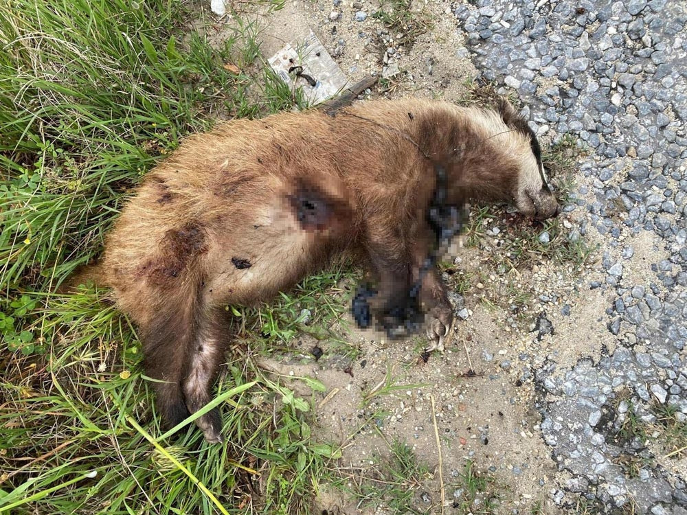 Nesli tehlike altındaydı... Aydın'da vurularak öldürüldü