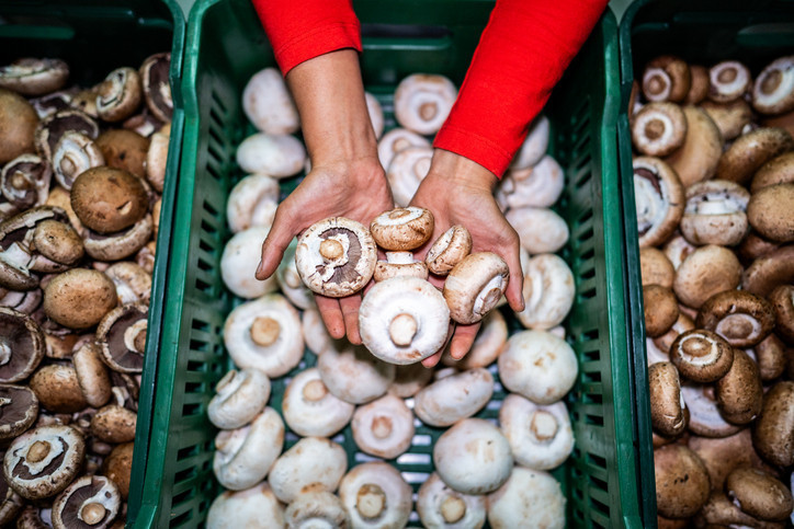 Bağışıklığı güçlendiriyor, beyni koruyor: Sofraların gizli süper besini mantar