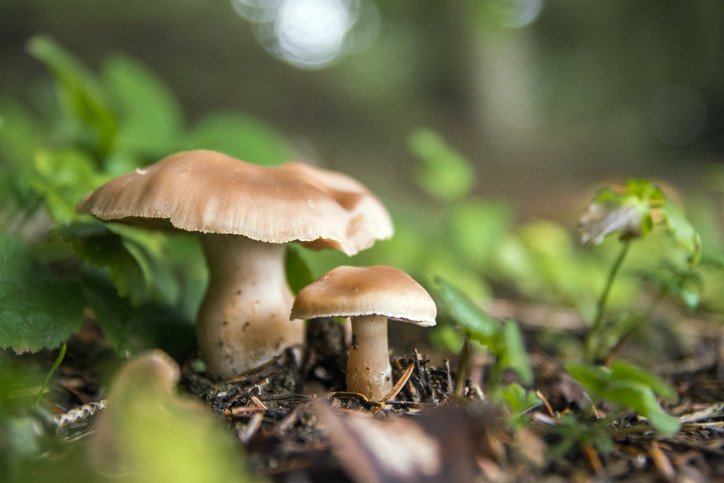 Bağışıklığı güçlendiriyor, beyni koruyor: Sofraların gizli süper besini mantar