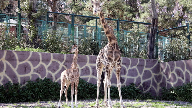 Türkiye’de doğan ilk zürafa oldu: İsmi anketle belli olacak! 'Görmek için buraya gelin'