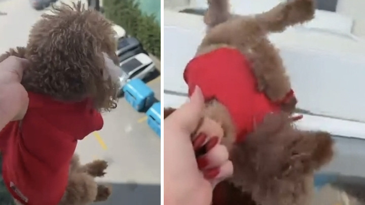 Tepki çeken görüntüler! Köpeği pencereden sarkıtıp cama vurdu