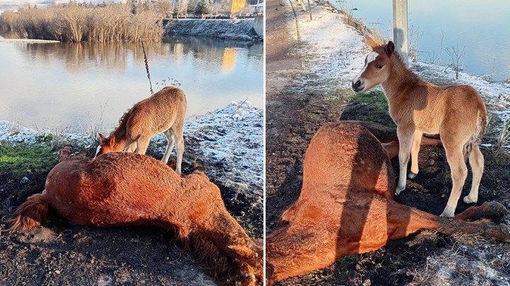 Ardahan'da yürek yakan görüntü! Tay, ölen annesinin başından ayrılmadı
