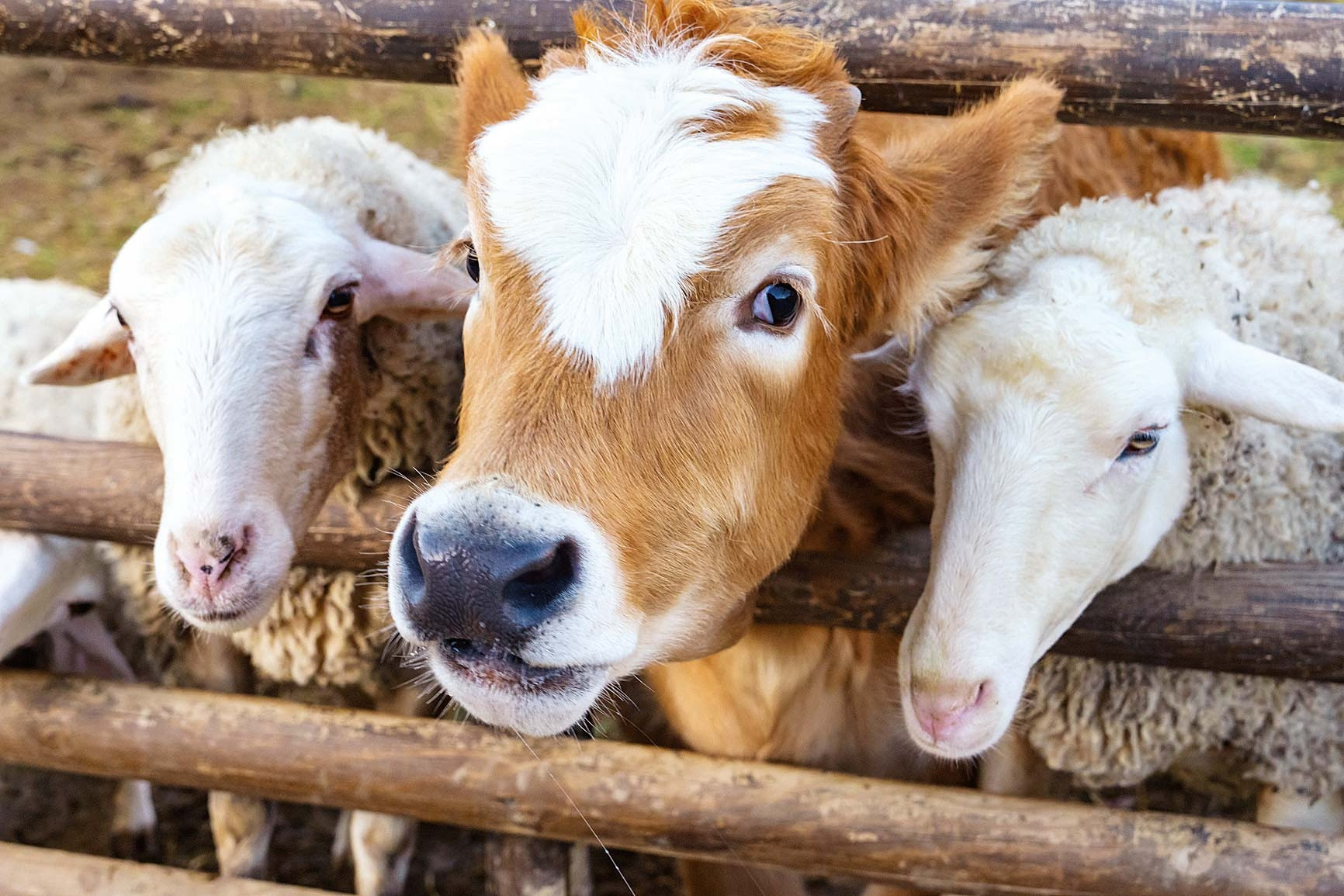 Diyanet İşleri Başkanlığı uyardı: Kurbanlığın önünde bıçak bilemeyin