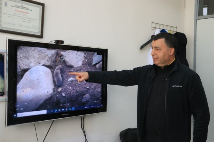 Sağanakla yuvalarını su basınca yüzeye çıktılar | Bu alışılmış bir durum değil