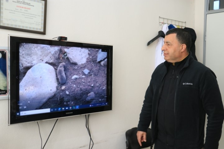 Sağanakla yuvalarını su basınca yüzeye çıktılar | Bu alışılmış bir durum değil