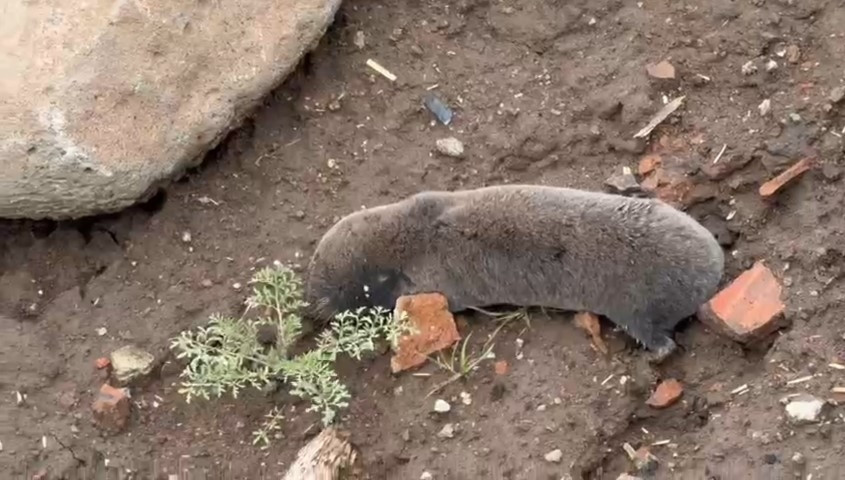Sağanakla yuvalarını su basınca yüzeye çıktılar | Bu alışılmış bir durum değil