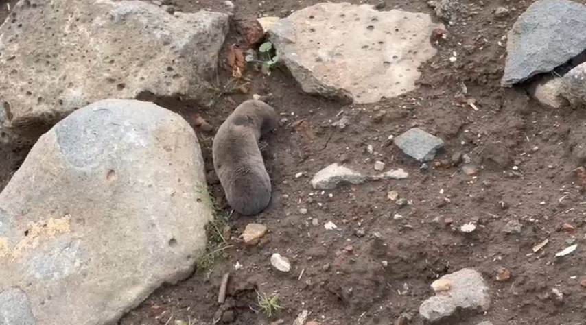Sağanakla yuvalarını su basınca yüzeye çıktılar | Bu alışılmış bir durum değil