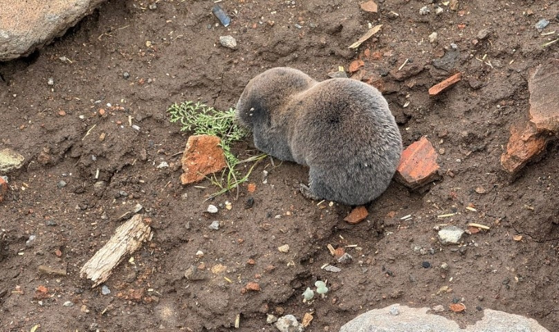 Sağanakla yuvalarını su basınca yüzeye çıktılar | Bu alışılmış bir durum değil