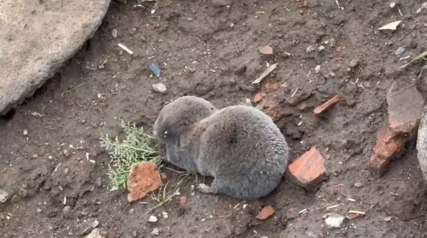Sağanakla yuvalarını su basınca yüzeye çıktılar | Bu alışılmış bir durum değil