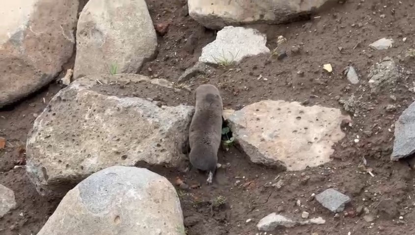 Sağanakla yuvalarını su basınca yüzeye çıktılar | Bu alışılmış bir durum değil