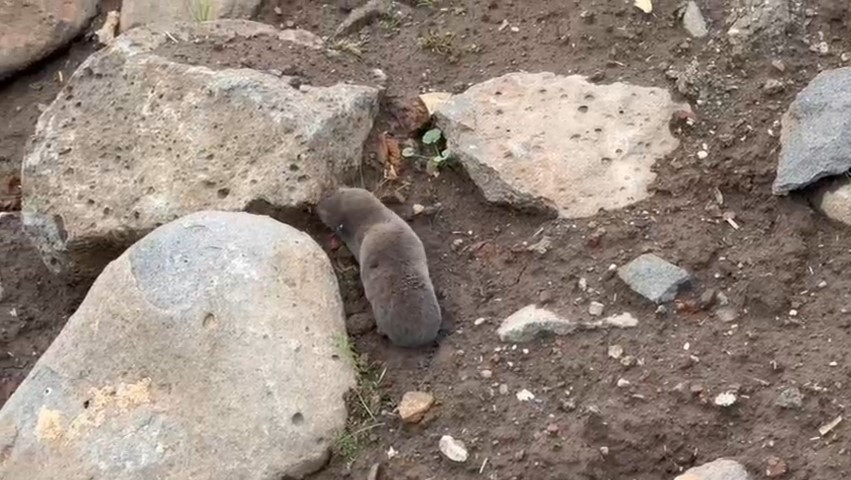 Sağanakla yuvalarını su basınca yüzeye çıktılar | Bu alışılmış bir durum değil