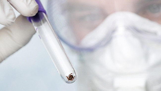 Kene kabusu geri mi dönüyor? Riskli bölgeler için kritik uyarı