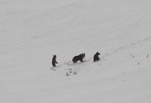Erzincan’da anne ayı ve yavruları kamerada