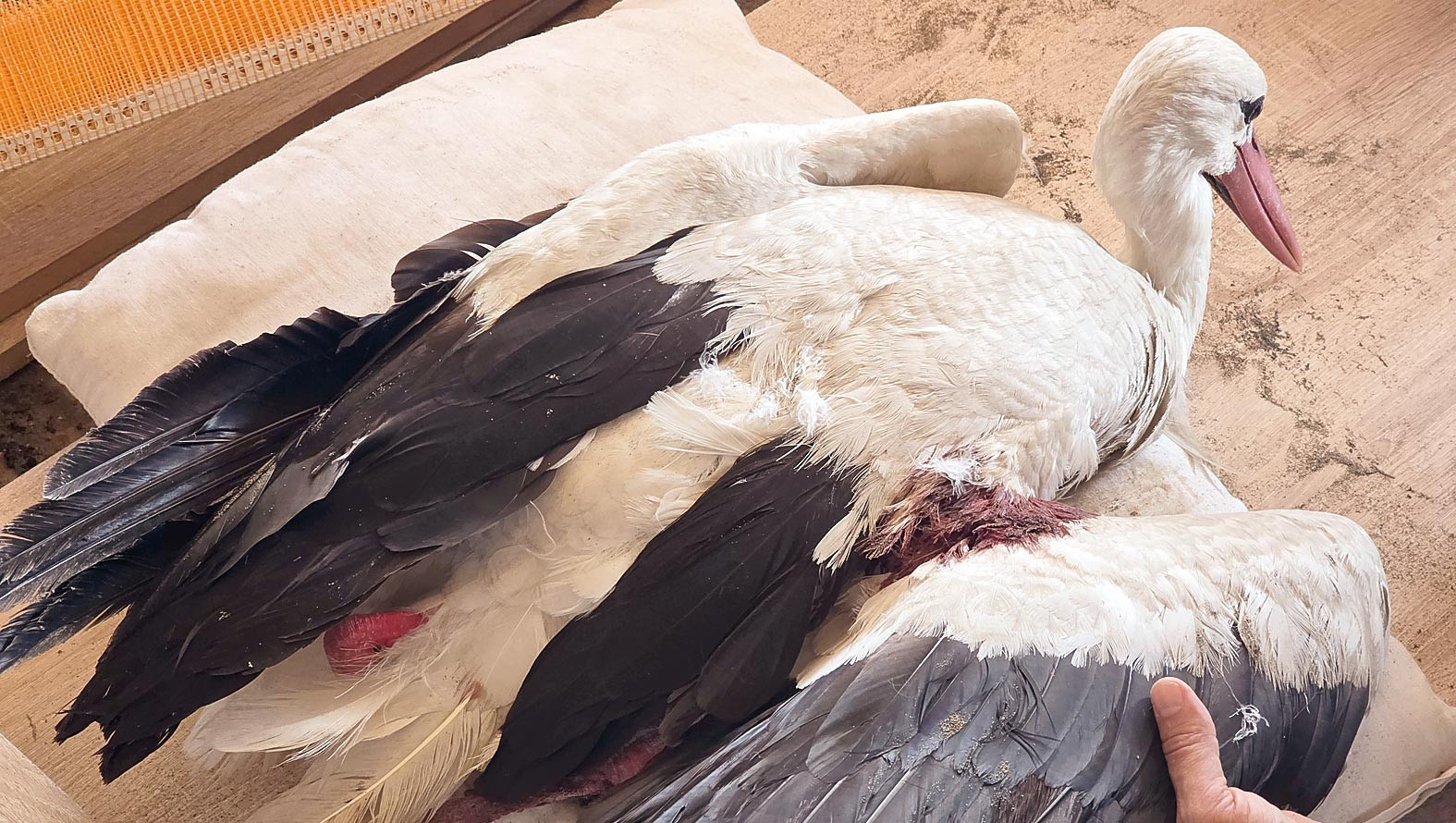 Bu ne vicdansızlık... 2 ayda 53 leylek vuruldu