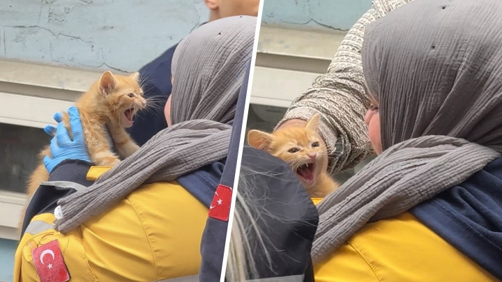 Yangında evde mahsur kalan yavru kedi kurtarıldı