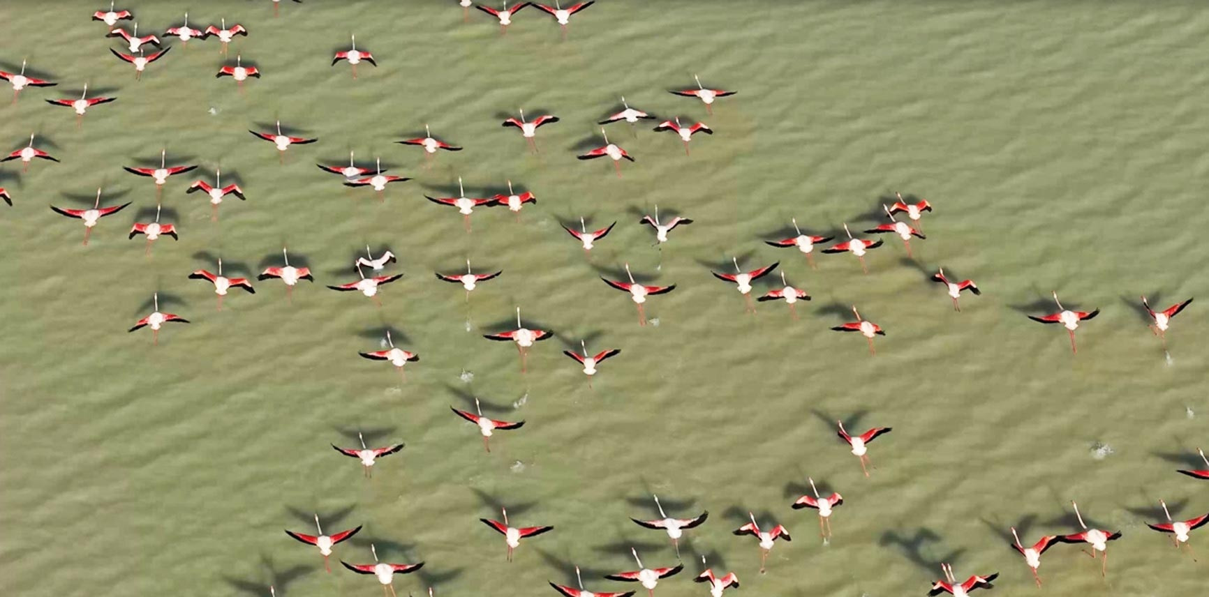 Dron gözüyle flamingolar