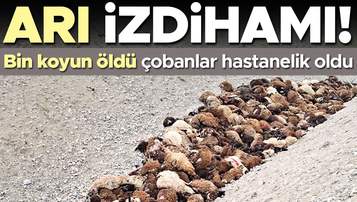 Arı izdihamı... 1000 koyun can verdi